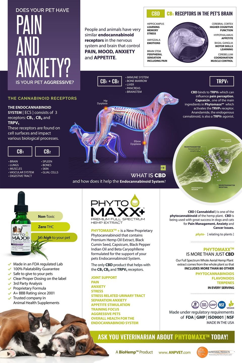 Pet CBD — Infographic - Graphic Design