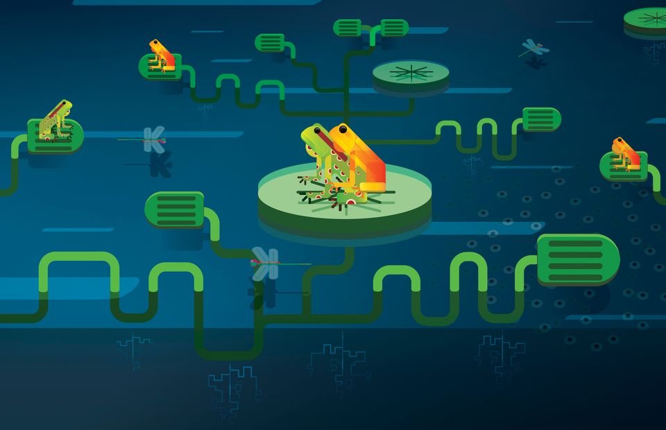Golden Toad - Illustration
